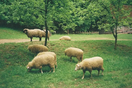 Analogová fotografie ve večerním světle